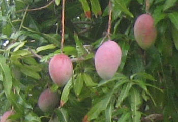 Springfel Mangoes